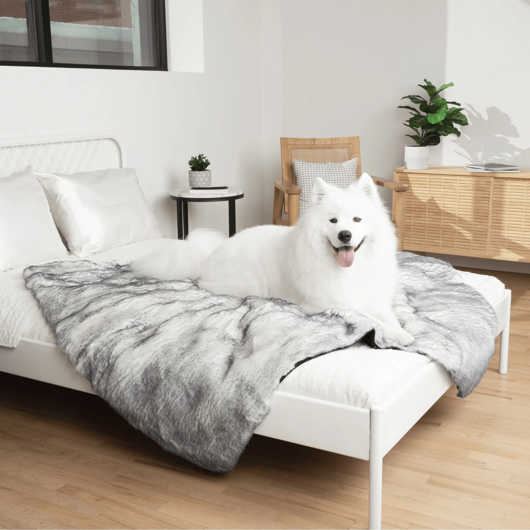 National Pet Parents Day Flash Sale!